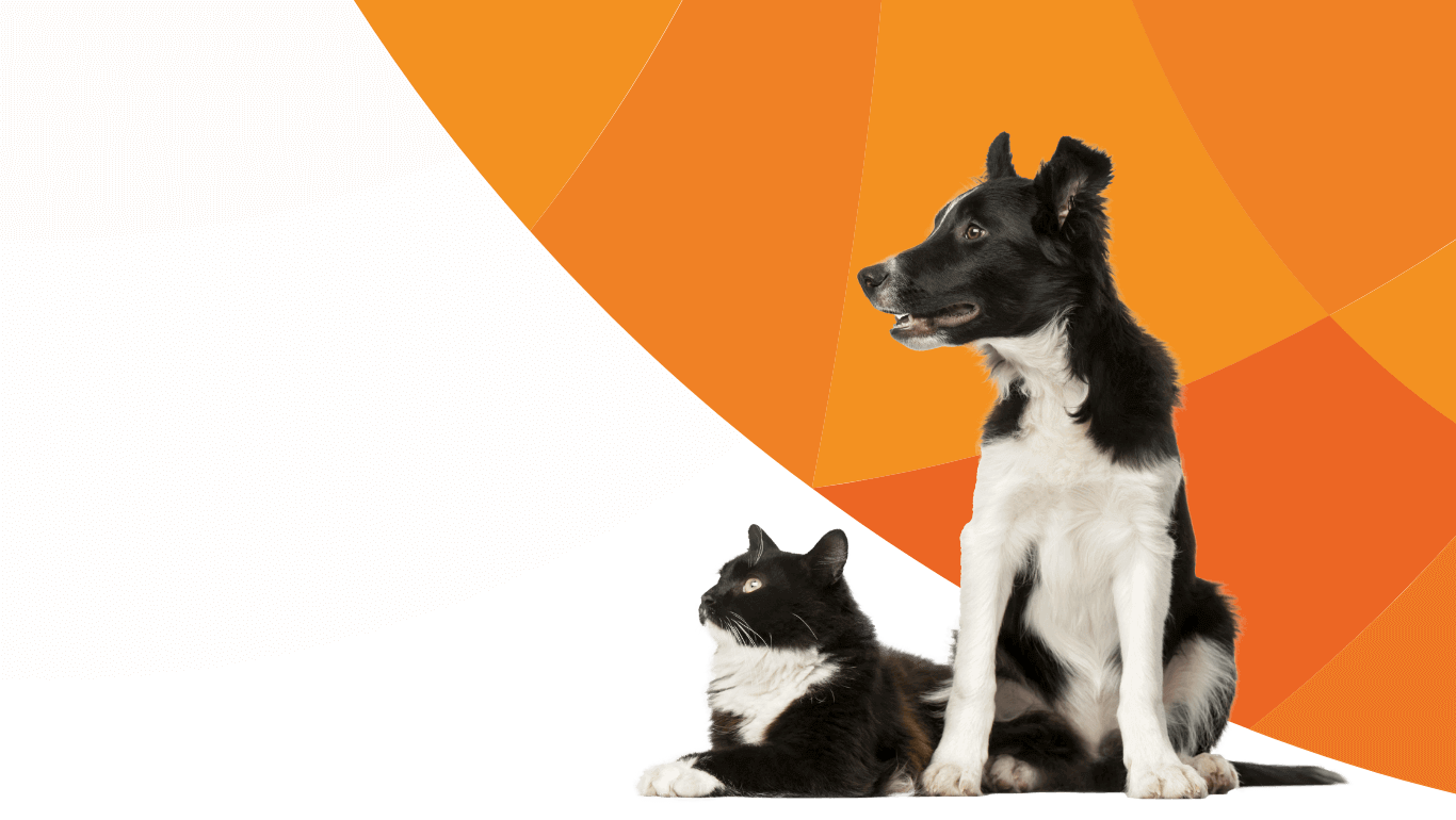 Imagem cão e gato