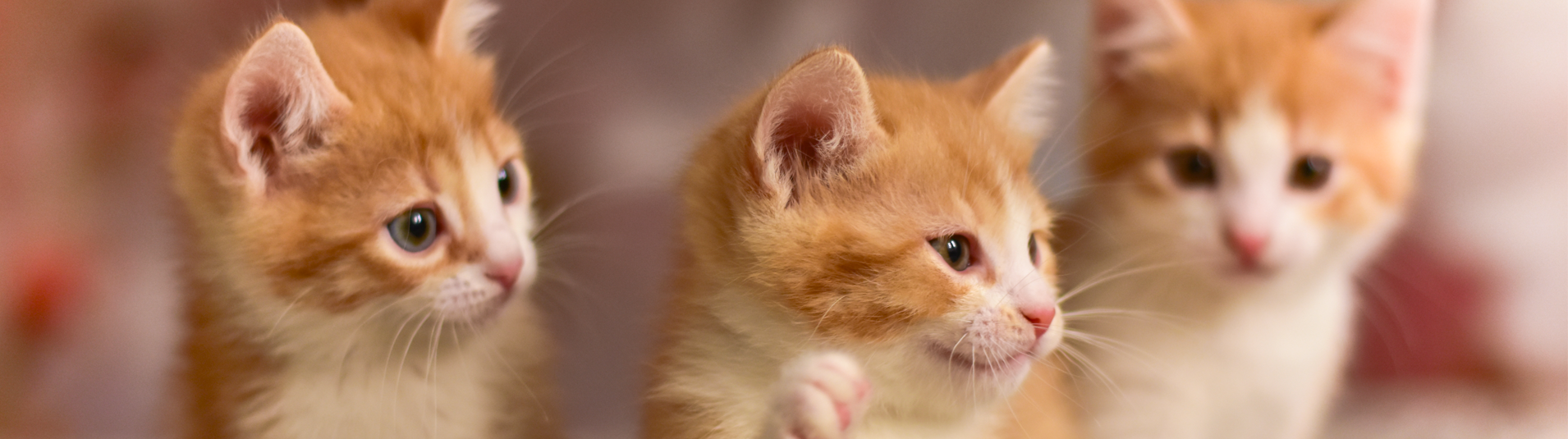 17 de fevereiro é o Dia Mundial do Gato