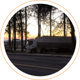 Transporte de suínos